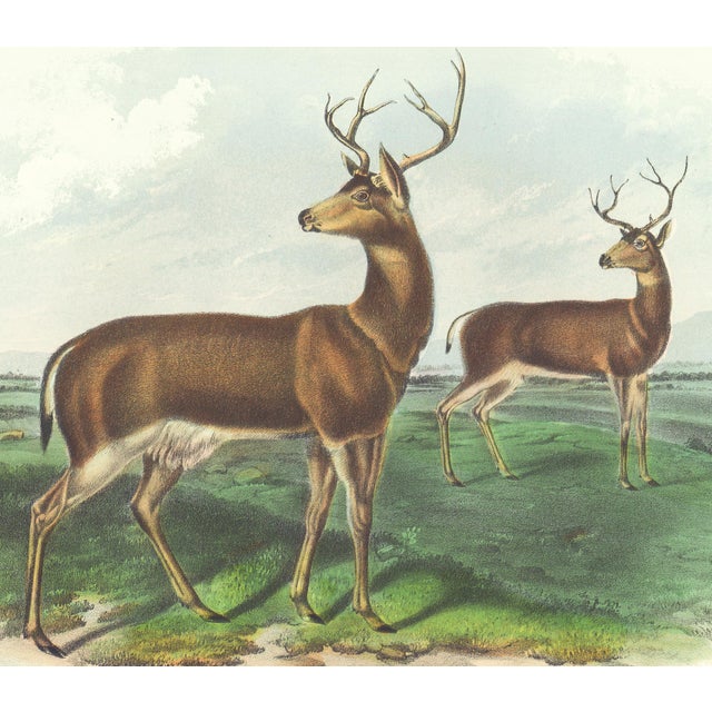 Original first edition Audubon stone lithograph from "The Viviparous Quadrupeds of North America", octavo edition, printed...