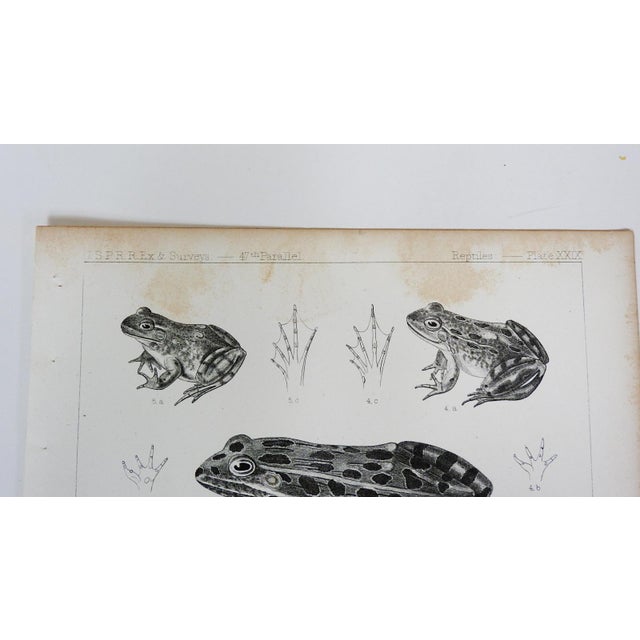 Antique mid 19th century lithograph on paper of frogs book plate. Published by the US Pacific Railroad Exploration and...
