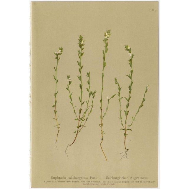 After Anton Hartinger, Alpine Foxglove & Wildflowers Small Seizded Botanical Plates, 1897, Prints, Set of 8 For Sale - Image 7 of 12