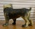 Handsome Painted English Bulldog.Cast Iron Doorstop Americana Vintage or Antique For Sale - Image 4 of 8