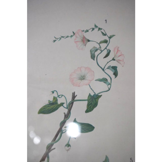 Pair of Large Floral Botanical German Color Engravings For Sale - Image 11 of 16