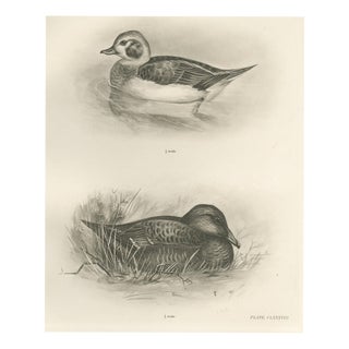Lilian Marguerite Medland, Long-Tailed Duck, Two Figures, 1909, Print For Sale