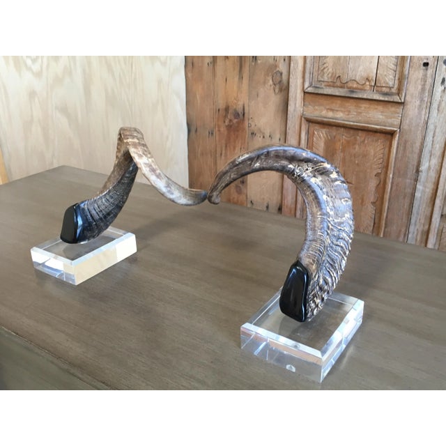 Plastic Late 20th Century Faux Ram Horns - a Pair For Sale - Image 7 of 8