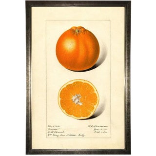 Orange Study in Pewter Shadowbox 21x29 For Sale