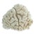 Small Brain Coral Specimen For Sale