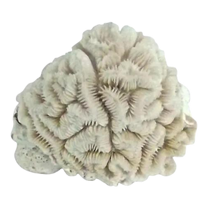 Small Brain Coral Specimen