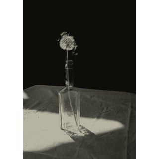 Dandelion by Jonė Reed – Limited Edition Still Life Photograph | Unframed, Signed Archival Print For Sale