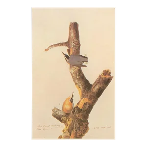 1966 Vintage Farmhouse Cottage Print "Red-Breasted Nuthatch" After John James Audubon