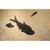 15th Century & Earlier Fossil Fish Mural 4004gm From the Green River Formation, Wyoming For Sale - Image 5 of 5