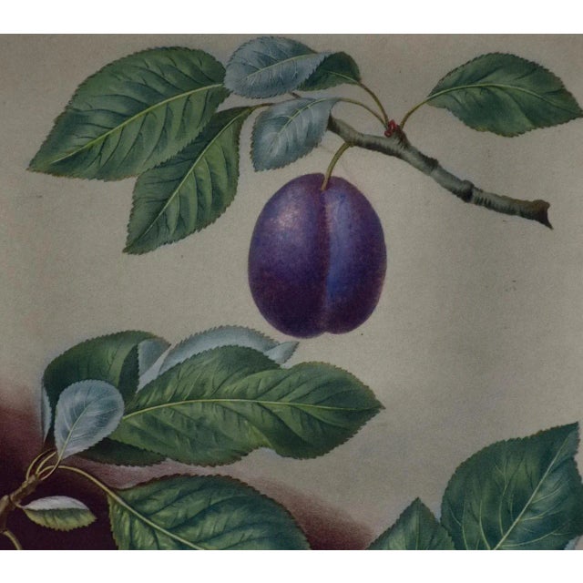 Plums: George Brookshaw 'S Framed Hand-Colored 19th C. Aquatint, 1804 For Sale - Image 4 of 6