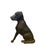 Pair of Early 20th Century Labrador Andirons For Sale - Image 4 of 10