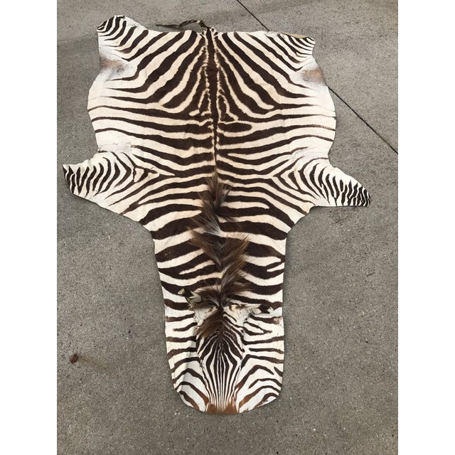 Authentic Vintage Zebra Rug 4′4″ × 7′ Chairish