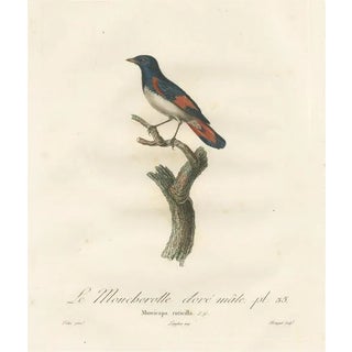 Louis Jean Pierre Vieillot, American Redstart Illustration, The Male Golden Flycatcher, Print For Sale