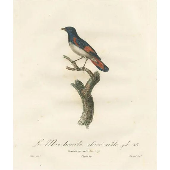 Louis Jean Pierre Vieillot, American Redstart Illustration, The Male Golden Flycatcher, Print For Sale