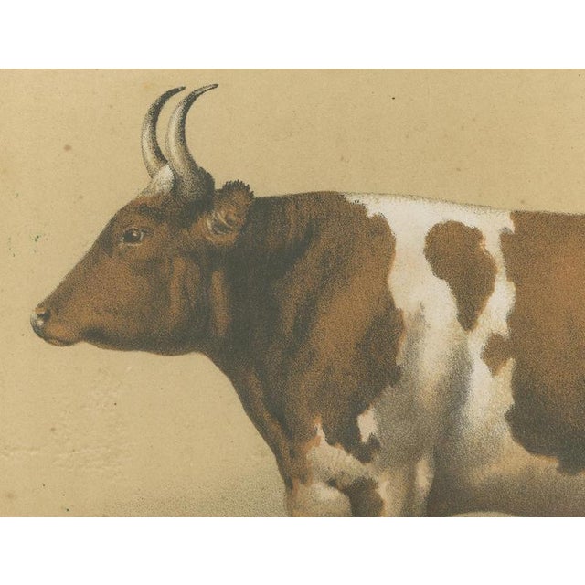 Borie, Breton Ox, French Cattle Breed, 1863, Paper For Sale - Image 4 of 9