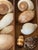 Contemporary Coastal Marine Sea Shell Collection in Antique Box I For Sale - Image 3 of 4
