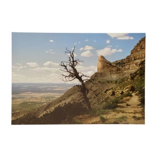 "Branch Out" Contemporary Landscape Photograph from The Estate of Gleb Derujinsky For Sale