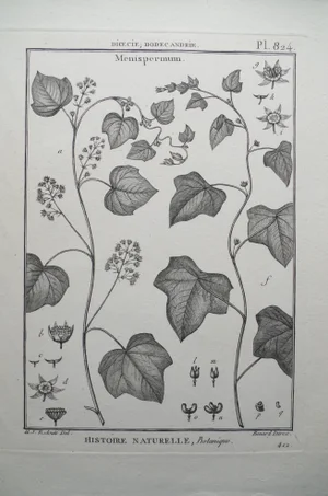19th Century French Botanical "Encyclopedie Methodique 1800" Henri Joseph Redoute Copper Engraving Plate 824