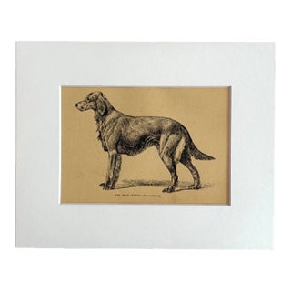 Antique 1890s Dog Print in 8 x 10 Mat: "The Irish Setter Geraldine II" For Sale