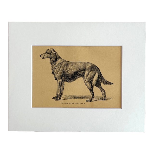 Antique 1890s Dog Print in 8 x 10 Mat: "The Irish Setter Geraldine II" For Sale