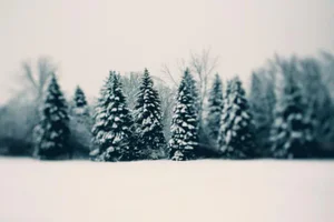 Winter and Woods by Alicia Bock Print, 24" x 36"