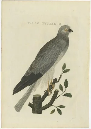 Sepp & Nozeman, Hen Harrier, 1809, Paper