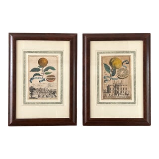 Pair of Johann Christoph Volckamer, Nurenberg Botanical Hand Colored Lithographs in Custom Frames For Sale