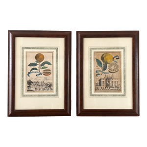 Pair of Johann Christoph Volckamer, Nurenberg Botanical Hand Colored Lithographs in Custom Frames