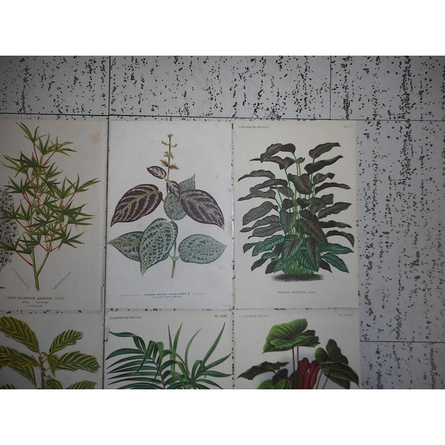 Mid 19th Century Antique 19th Century Botanical Lithographs-Ornamental Leaves-Set of 8 For Sale - Image 5 of 7