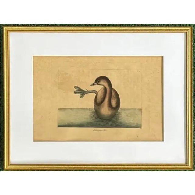 Mark Catesby Engraving, "The Pied-Billed Grebe", Framed For Sale - Image 9 of 9