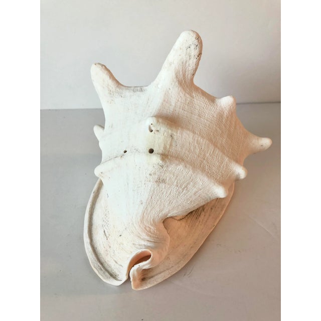 1900 - 1909 Queen Helmet Conch Shell For Sale - Image 5 of 12