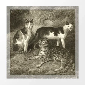 Vintage British Bookplate Print - 3 Cats