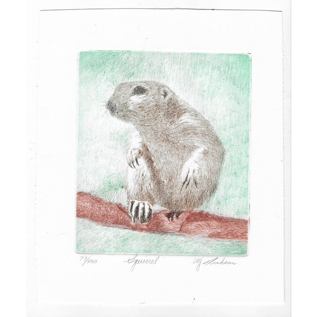 Traditional Etching of a Squirrel by Graham For Sale - Image 3 of 3
