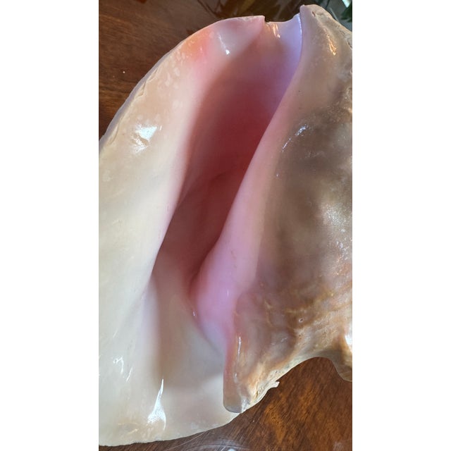 Large Conch Shell 7" X 8"" Nautical Decor Sea Shell Ocean Beach Pink White. For Sale - Image 4 of 16