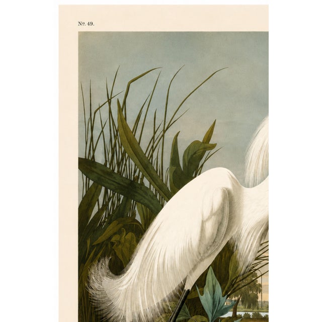 Illustration Snowy Heron or White Egret, Museum Style Audubon Bird Print, 16" X 24" For Sale - Image 3 of 12
