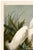 Illustration Snowy Heron or White Egret, Museum Style Audubon Bird Print, 16" X 24" For Sale - Image 3 of 12