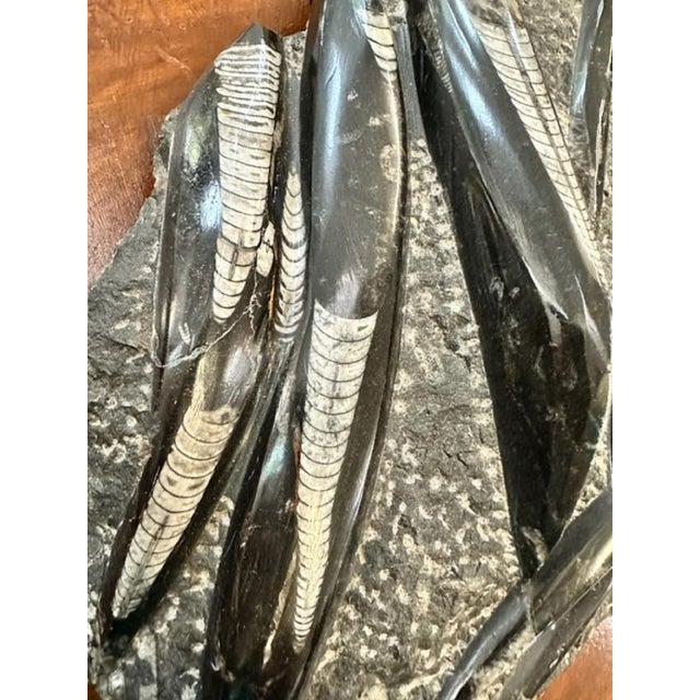 Black Plum Orthoceras Fossil, 1800s For Sale - Image 8 of 11