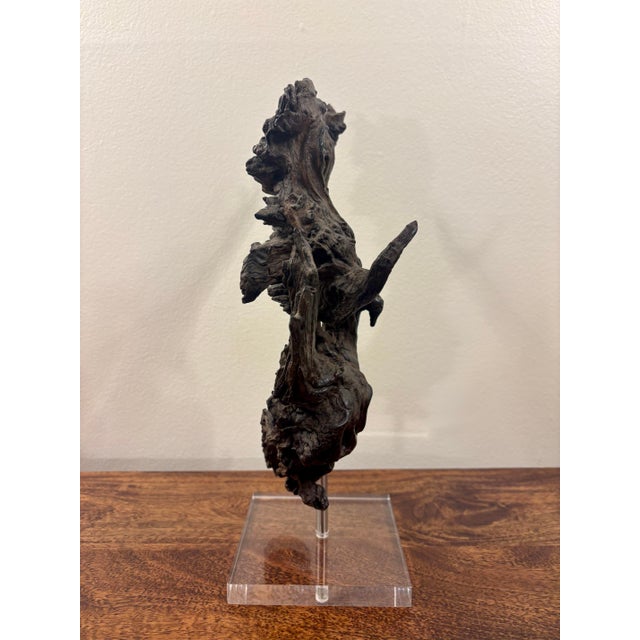Vintage Coastal Burl Wood Sculpture on Lucite Base, Natural Fantasy Form For Sale - Image 4 of 10