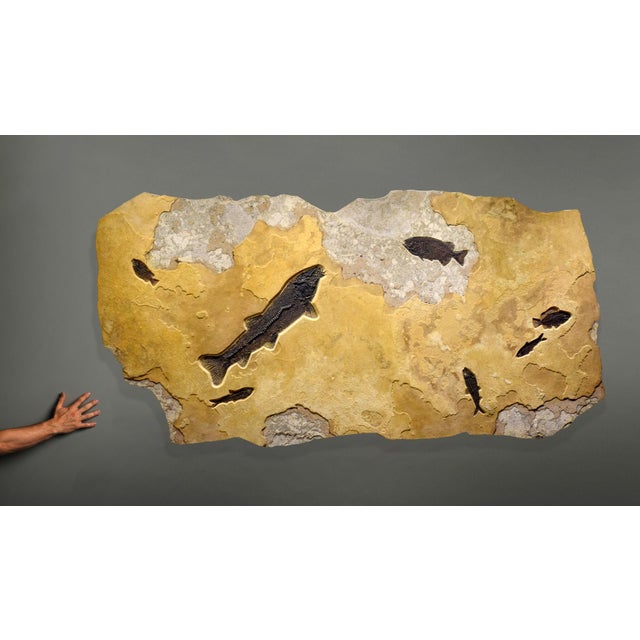 The colors in this large, irregularly shaped fossil mural are bright and dynamic, as are the fossil fish. They include a...