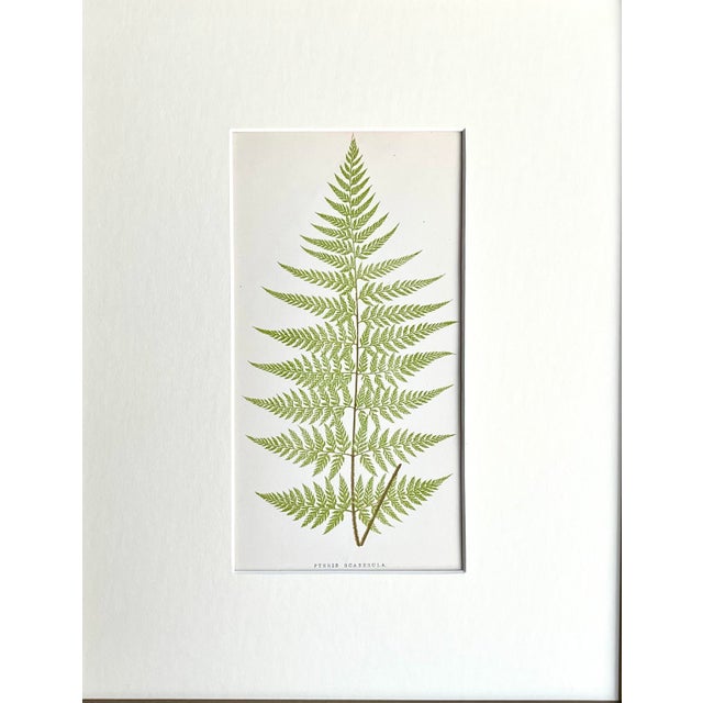 Original antique botanical Fern Lithograph Print circa 1867 presented archival matted and framed in a contemporary gallery...
