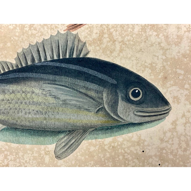 Mark Catesby Engraving, "Coney Fish and Cottonwick" For Sale - Image 9 of 10