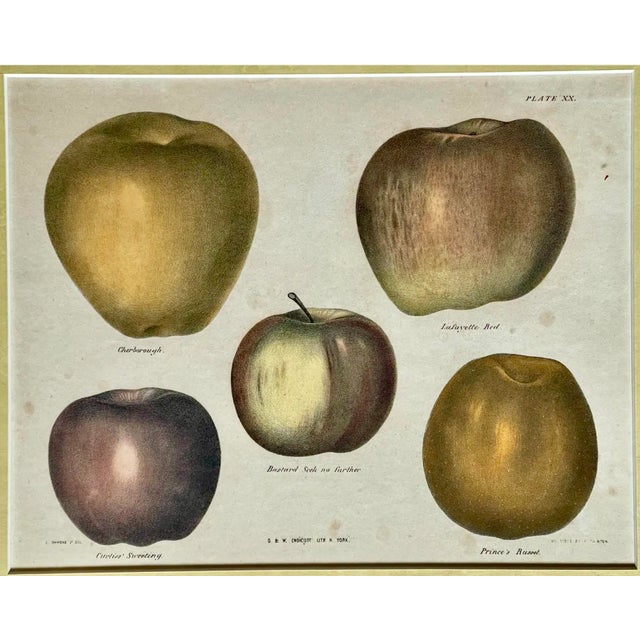 American 19th C. American Traditional Apple Bookplates, a Pair For Sale - Image 3 of 10