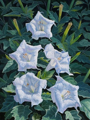Moon Flowers by Robin Hextrum | Oil on Linen Panel White flowers among green leaves.