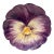 French Majolica Pansy Plate Jerome Massier, Circa 1890 For Sale