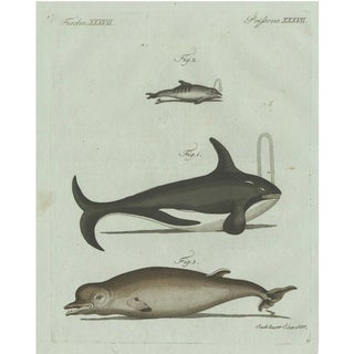 Bertuch, Orca, Whale and Dolphin, 1805, Engraving For Sale