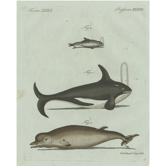 Bertuch, Orca, Whale and Dolphin, 1805, Engraving For Sale
