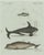 Bertuch, Orca, Whale and Dolphin, 1805, Engraving For Sale