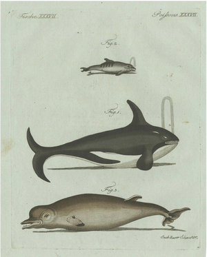 Bertuch, Orca, Whale and Dolphin, 1805, Engraving