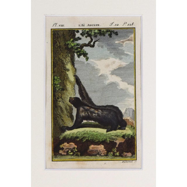 Realism 19th C. Antique Hand Colored Sloth Lithograph by Buffon For Sale - Image 3 of 6