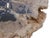 Contemporary Petrified Wood Coffee Table with Crystals by Xyleia Petrified Wood For Sale - Image 3 of 6